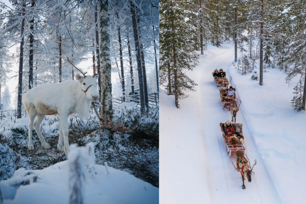 Reindeer, Sámi Culture
