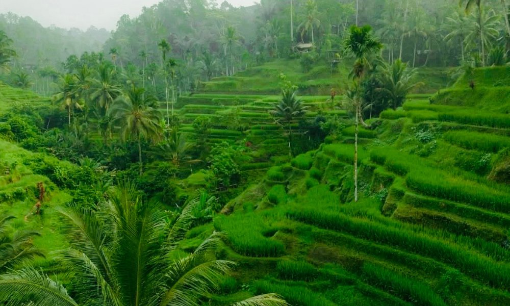 Rice Terraces in Ubud Bali