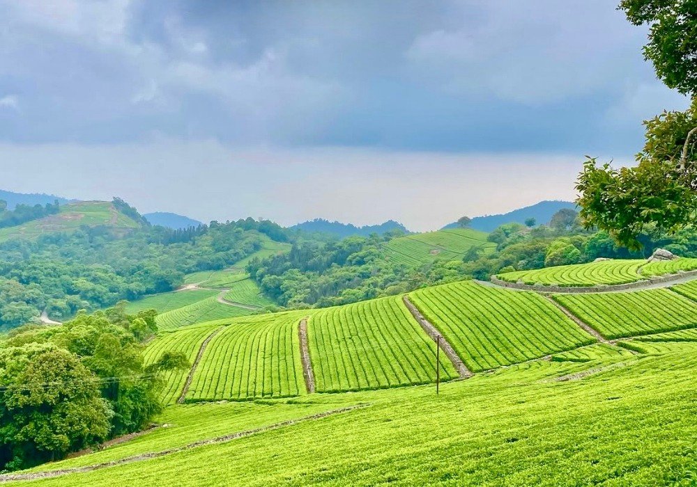 Tea Gardens & Tea Museum Ooty