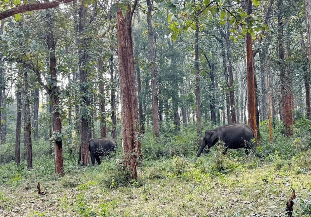 Mudumalai National Park 